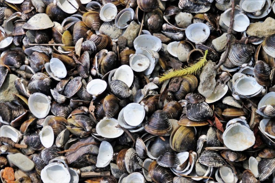 Pêche à pied