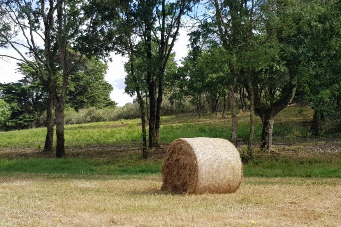La Coulée verte