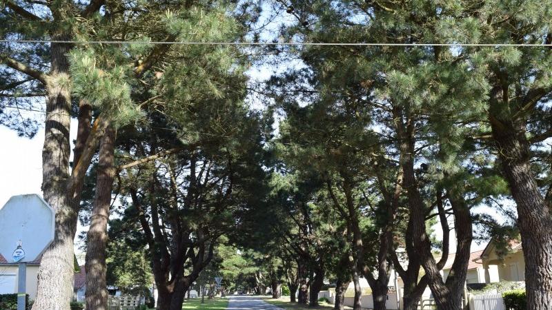 Abattage des arbres