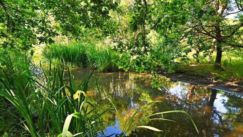 Concours photo "La Coulée verte au printemps"