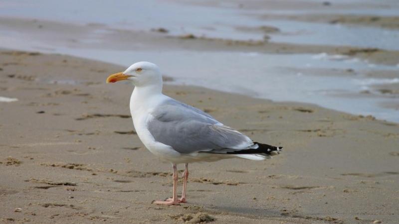 Influenza aviaire