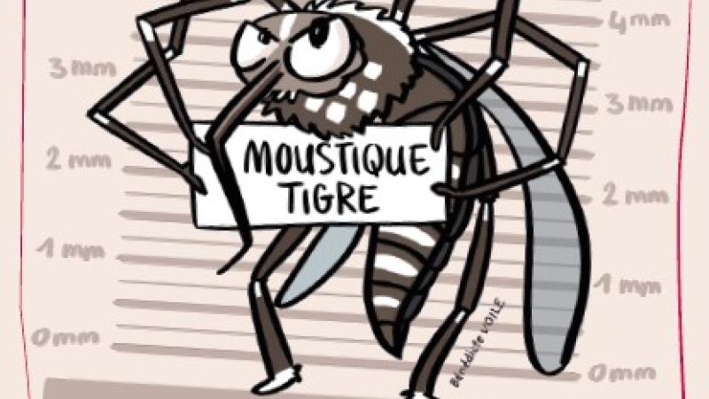 Ne laissons pas le moustique tigre s'installer !