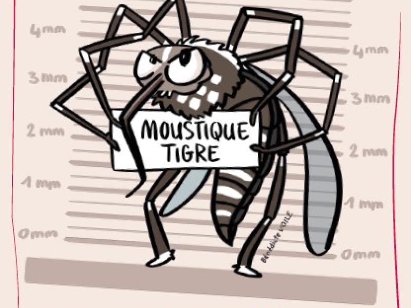Ne laissons pas le moustique tigre s'installer !