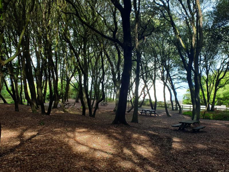 Bois Roy : abattage de pins et fermeture temporaire