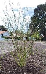 Arbre de naissance 2022